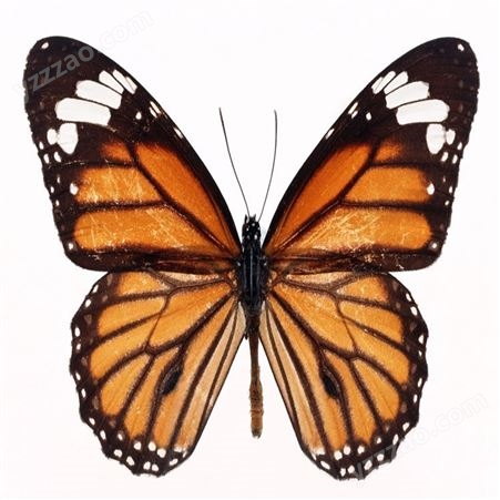 真蝴蝶标本未展翅原蝶学生教学收藏品带采集信息