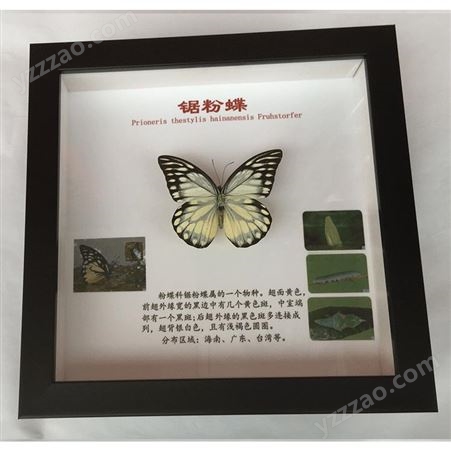 昆虫蝴蝶标本带成长史图 厂家制作批发学生教学科普展示可定制