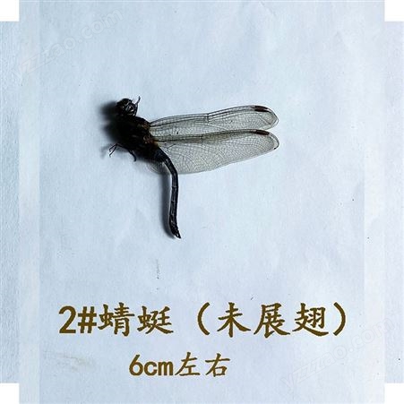 天然真蜻蜓豆娘标本未展翅透明三角袋包装手工DIY材料科普教学