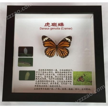 昆虫蝴蝶标本带成长史图 厂家制作批发学生教学科普展示可定制