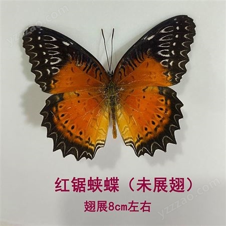 真蝴蝶标本未展翅原蝶学生教学收藏品带采集信息
