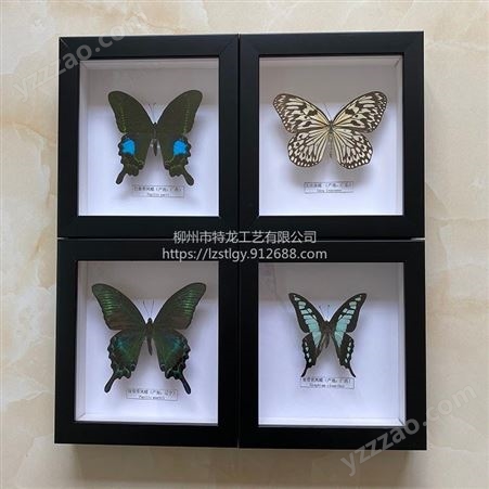 真蝴蝶标本相框科普展示家居摆件装饰生日礼物收藏品蝴蝶墙