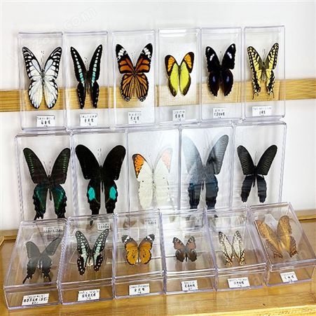蝴蝶标本真蝴蝶昆虫标本摆件学生生日礼物教学科普展示透明盒装