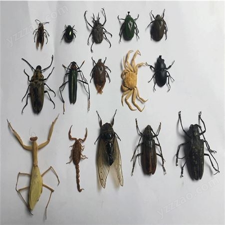 真甲虫 昆虫标本 教学演示器材 实验室教学标本 儿童幼儿园小学教具