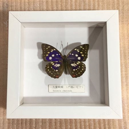 真蝴蝶标本相框科普展示家居摆件装饰生日礼物收藏品蝴蝶墙